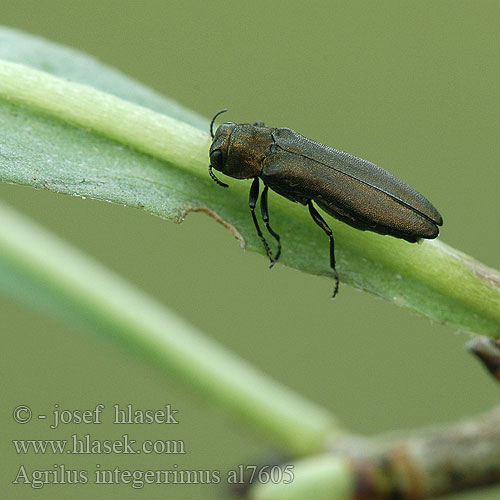 Agrilus integerrimus Seidelbast-Prachtkfer Nsinjalosoukko