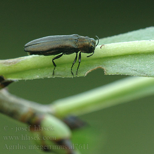 Agrilus integerrimus Seidelbast-Prachtkfer Nsinjalosoukko