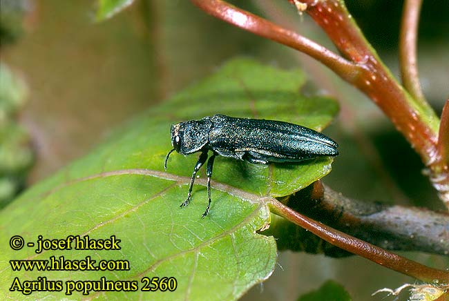 Agrilus populneus 2560