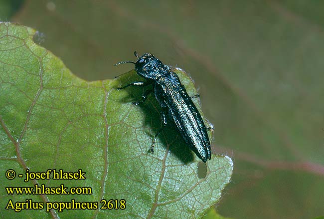 Agrilus populneus 2618