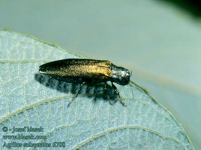 Agrilus subauratus 6708