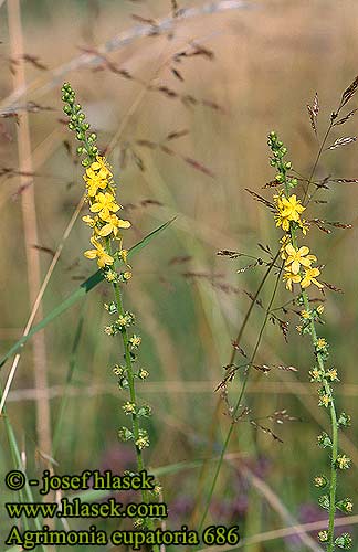 Agrimonia eupatoria Agrimony Alm Almindelig Maarianverijuuri