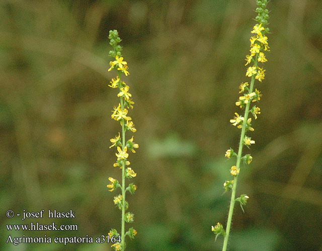 Aigremoine Eupatoire Gewone agrimonie Agrimony Bojtorjános párló