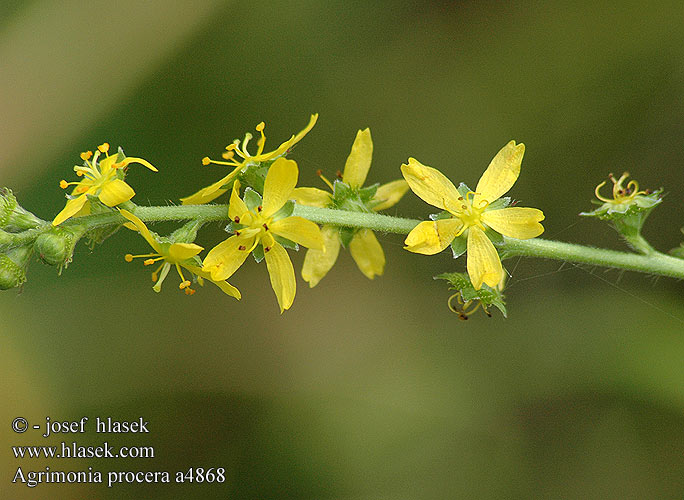 Agrimonia procera Fragrant agrimony Vellugtende Agermåne