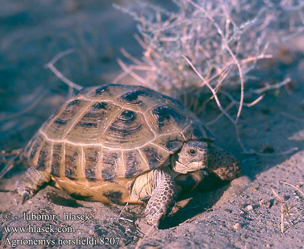 Agrionemys horsfieldi Среднеазиатская черепаха степная Russian Tortoise Horsfield's Želva čtyřprstá Vierzehenlandschildkrö Steppenschildkröte Żółw stepowy Tortua rusa