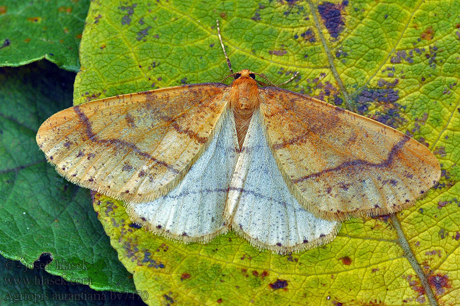 Agriopis aurantiaria Tmavoskvrnáč zlatavý Scarce Umber