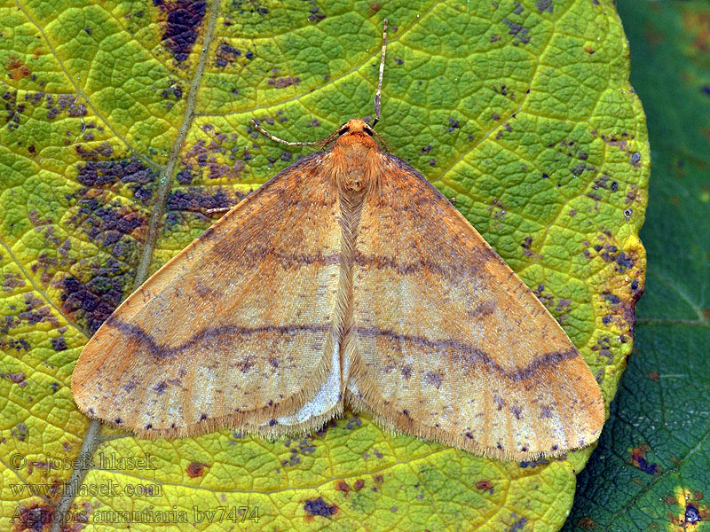 Orangegelber Breitflügelspanner Piadivka pomarančová