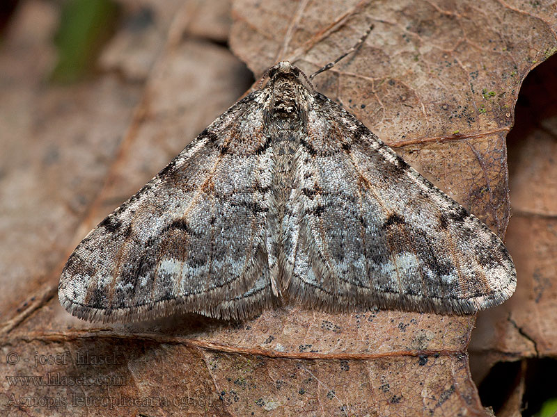 Agriopis leucophaearia Tmavoskvrnáč dubový Spring Usher