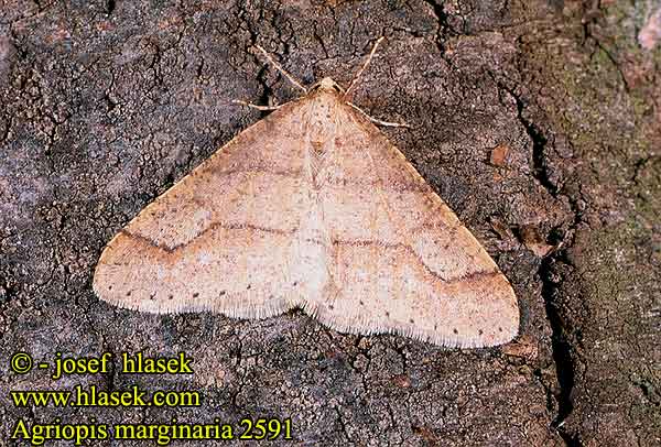 Agriopis marginaria Tmavoskvrnáč tečkovaný Dotted Border