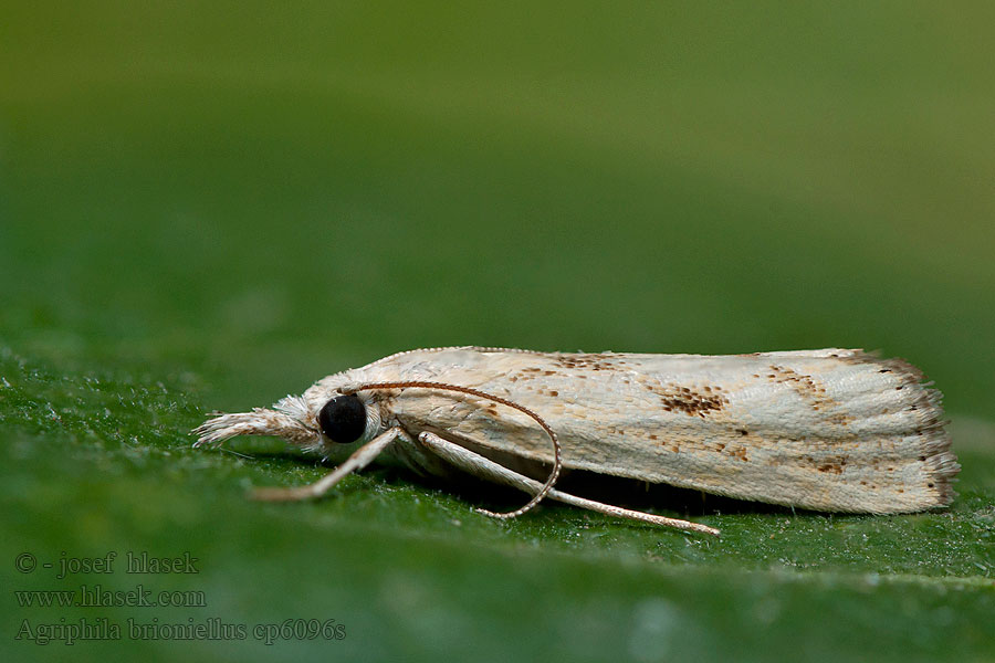 Agriphila brioniellus Trávovec brionský Hegyi fűgyökérmoly