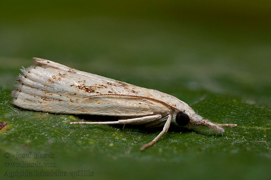 Agriphila brioniellus Trávovec brionský