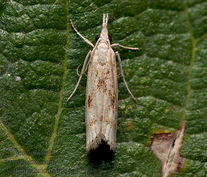 Agriphila brioniellus Hegyi fűgyökérmoly