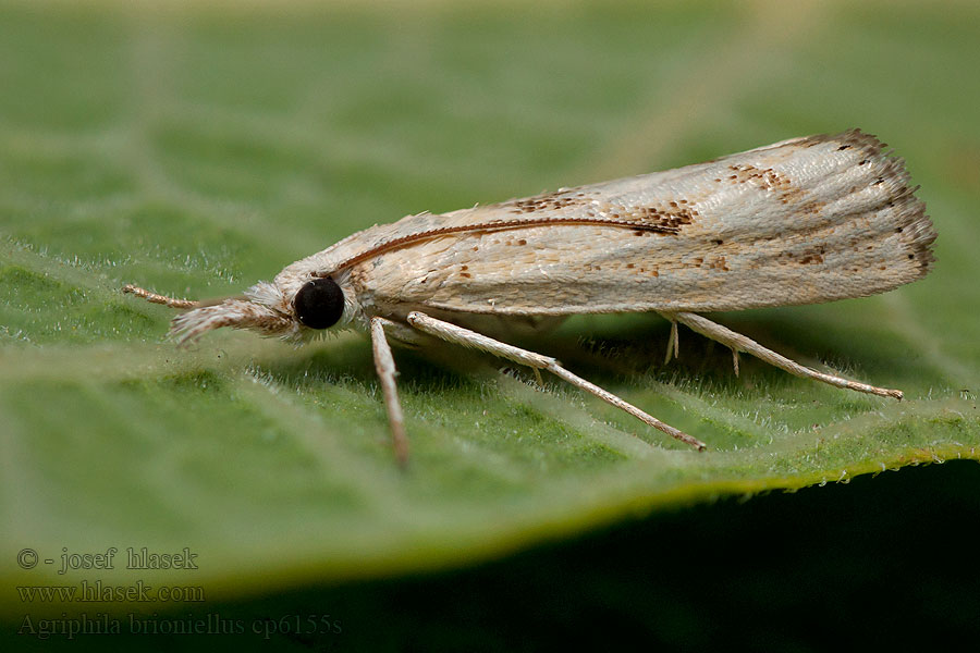 Trávovec brionský Agriphila brioniellus