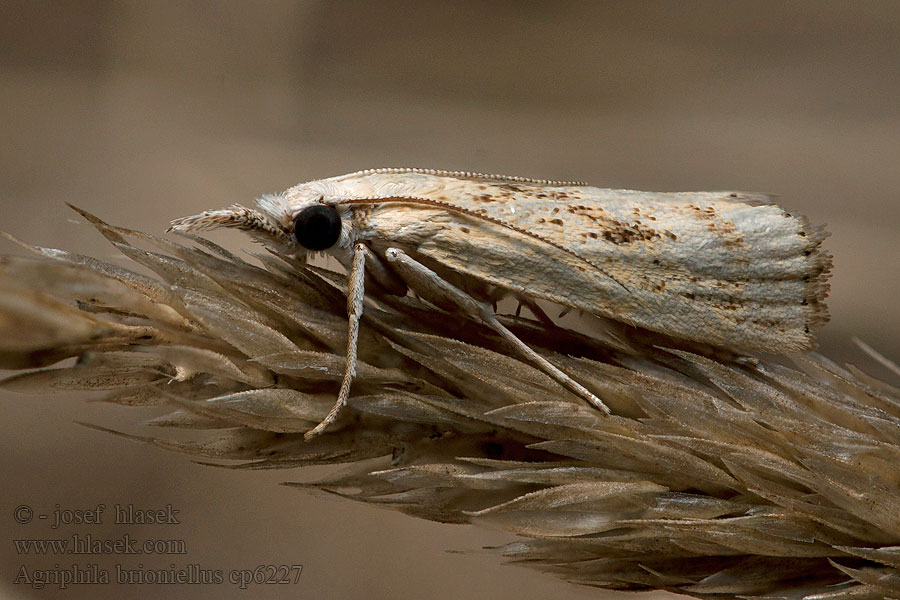 Hegyi fűgyökérmoly Agriphila brioniellus