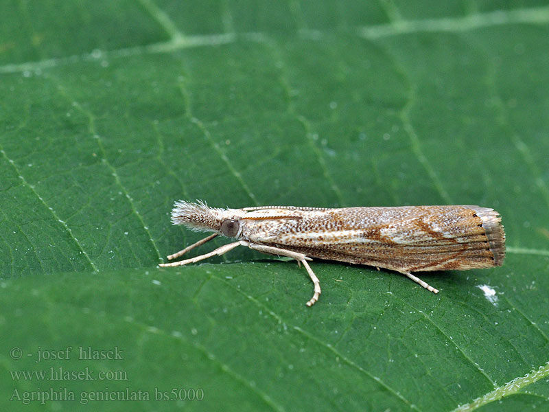 Agriphila geniculea Graszünsler Wissenschaftlicher