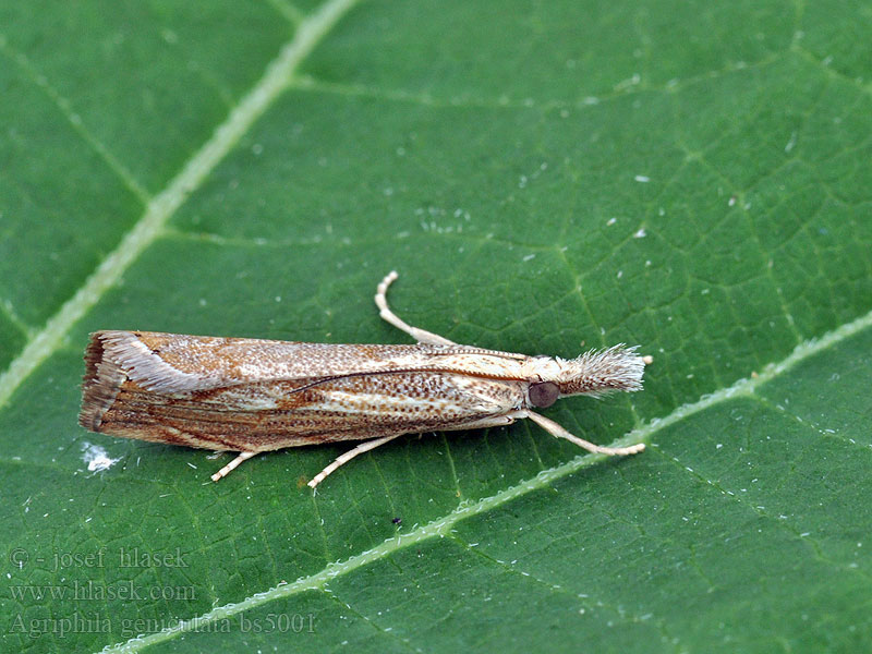 Agriphila geniculea Elbow-striped Grass-veneer Trávovec suchomilný