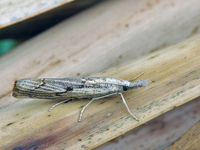 Agriphila geniculea Gepijlde grasmot Knägräsmott