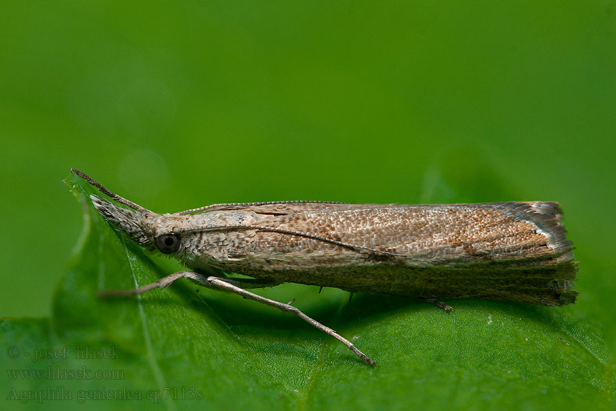 Graszünsler Wissenschaftlicher Agriphila geniculea