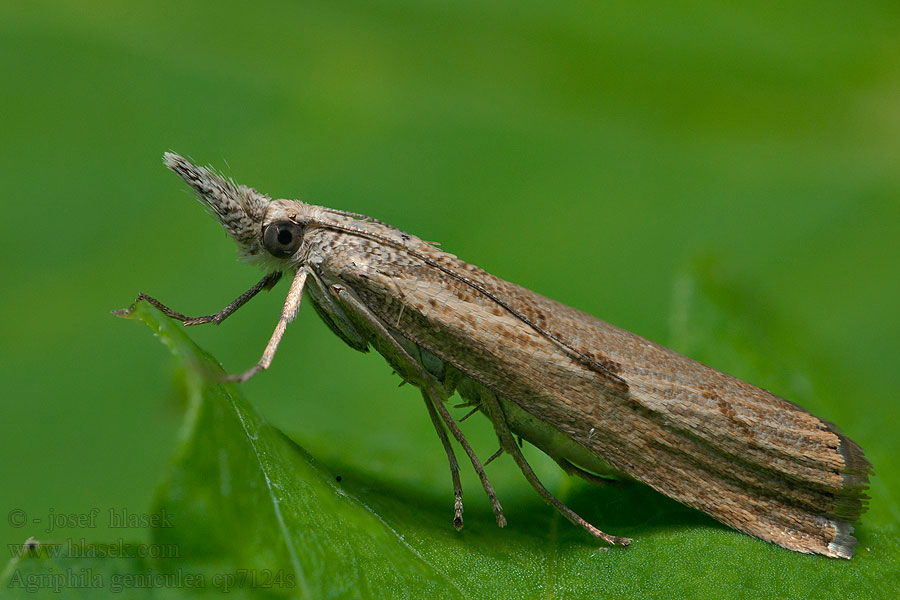 Elbow-striped Grass-veneer Agriphila geniculea