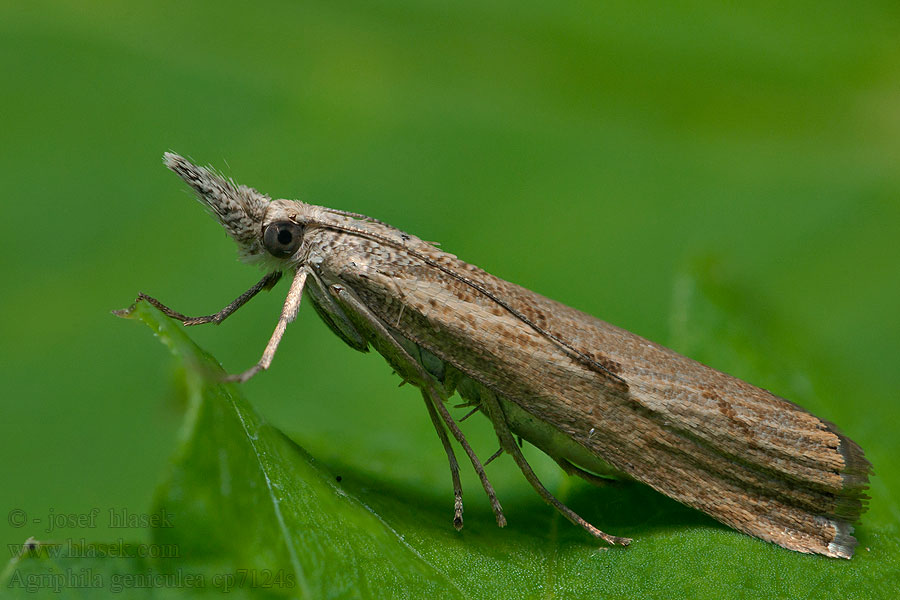 Elbow-striped Grass-veneer Agriphila geniculea