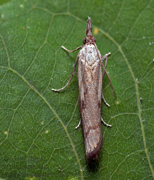 Trávovec suchomilný Gepijlde grasmot Knägräsmott Agriphila geniculea