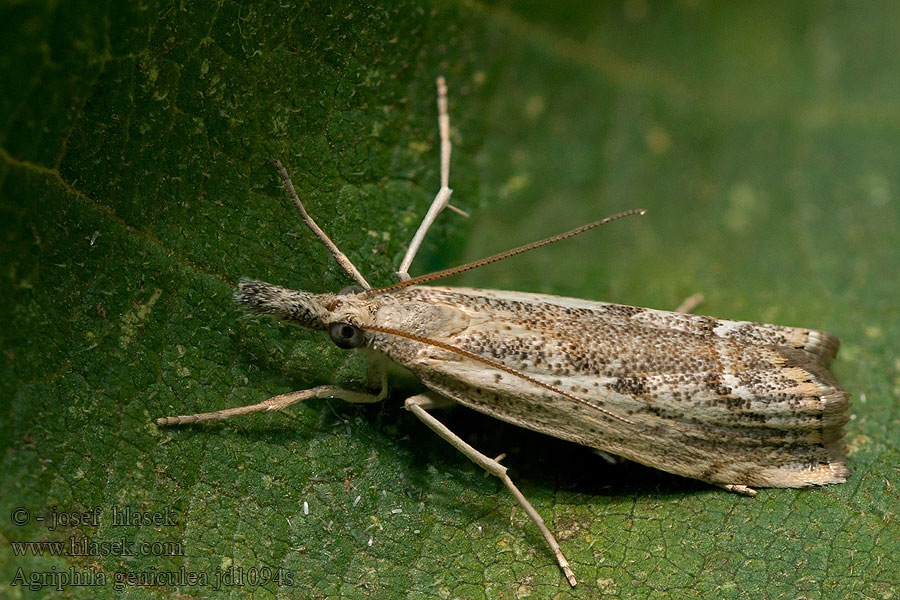 Trávovec suchomilný Agriphila geniculea