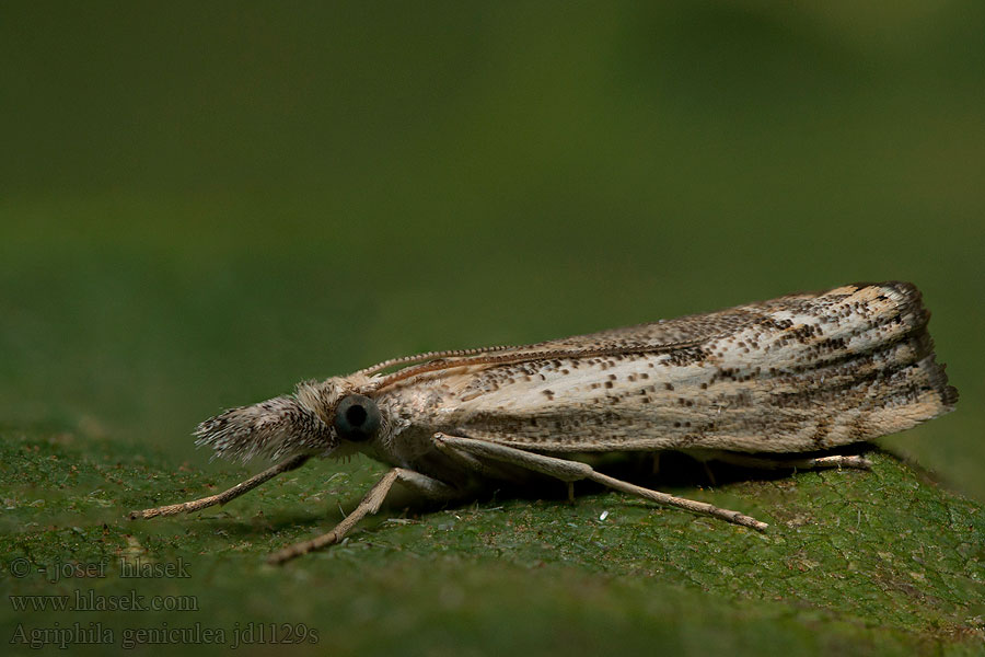 Gepijlde grasmot Agriphila geniculea