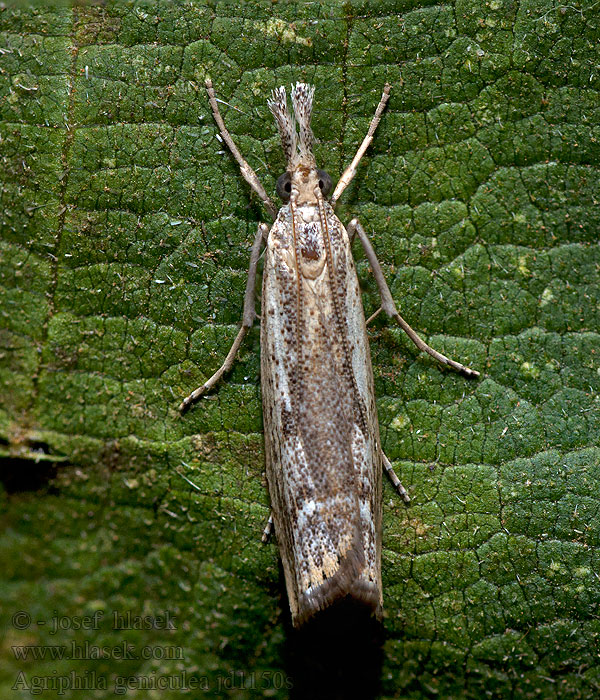 Knägräsmott Agriphila geniculea