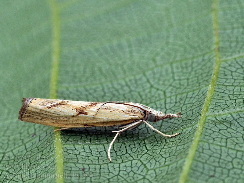 Agriphila inquinatella Moerasgrasmot