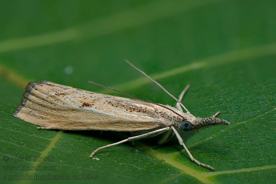 Agriphila inquinatella