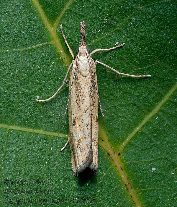 Agriphila inquinatella