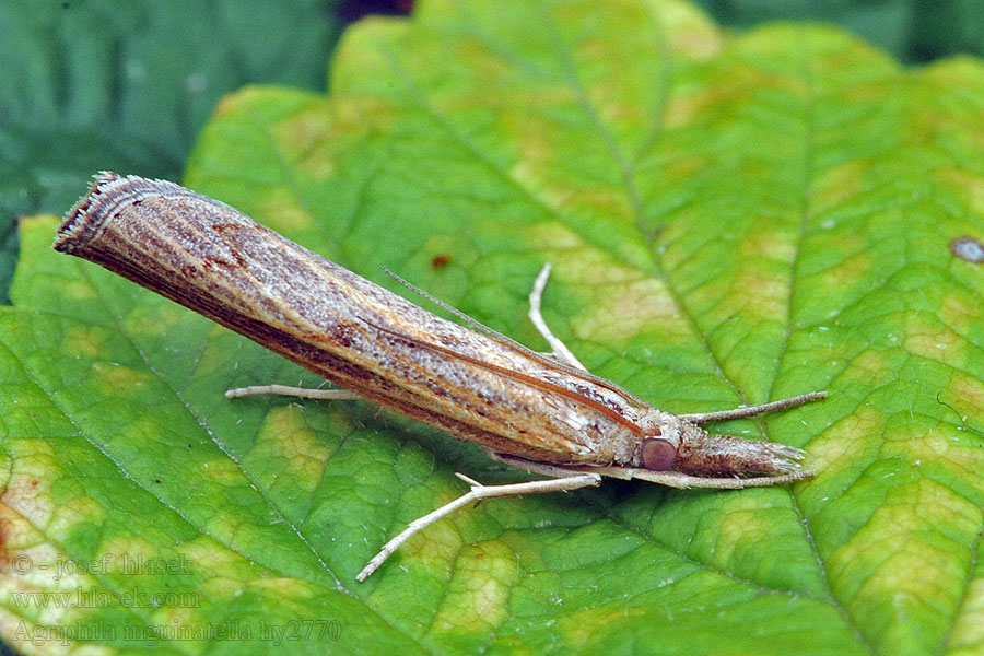 Agriphila inquinatella Moerasgrasmot 