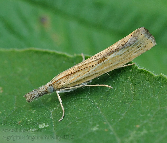 Agriphila inquinatella Moerasgrasmot