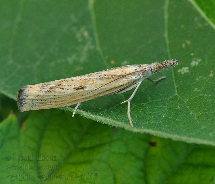 Agriphila inquinatella Moerasgrasmot