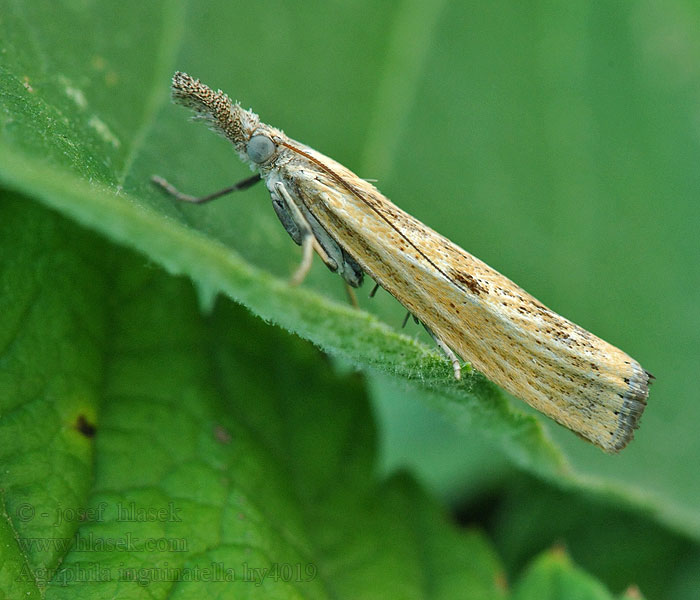 Moerasgrasmot Agriphila inquinatella