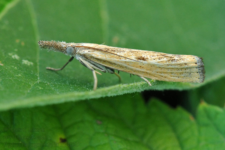 Moerasgrasmot Agriphila inquinatella