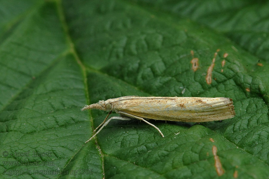 Agriphila inquinatella