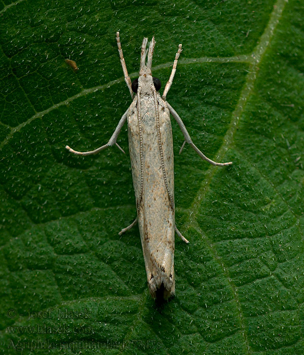 Agriphila inquinatella