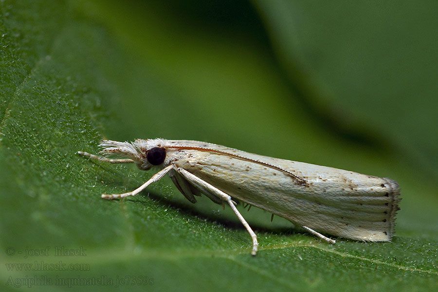 Agriphila inquinatella