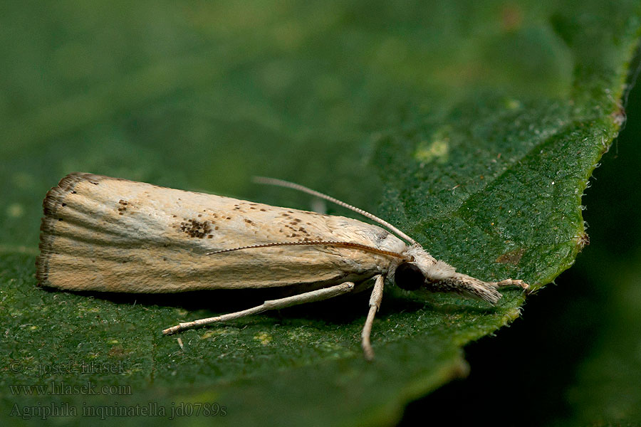 Agriphila inquinatella