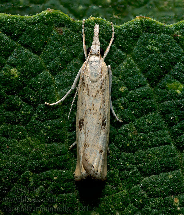 Agriphila inquinatella