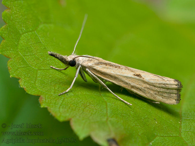 Agriphila inquinatella Moerasgrasmot