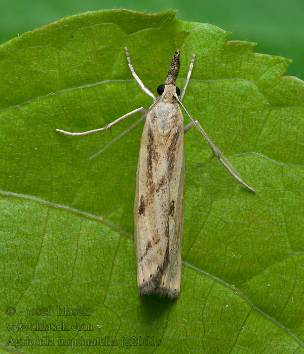 Agriphila inquinatella