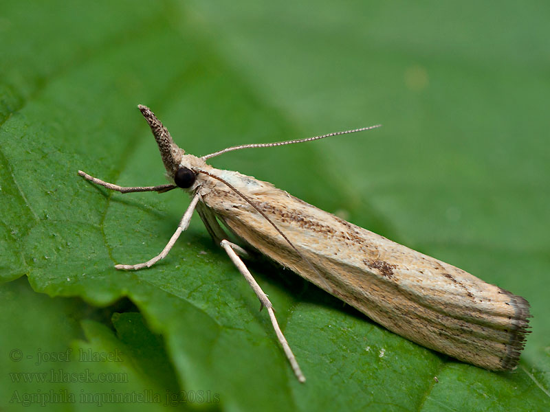 Agriphila inquinatella