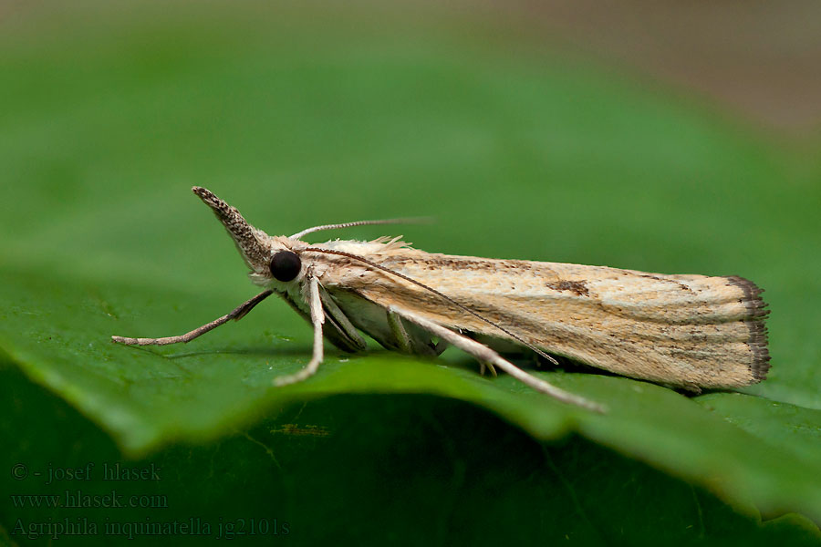 Agriphila inquinatella