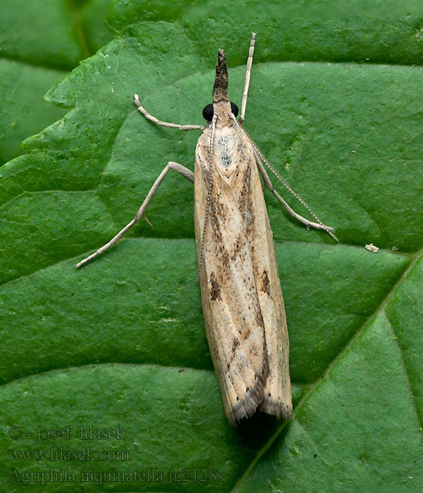 Agriphila inquinatella