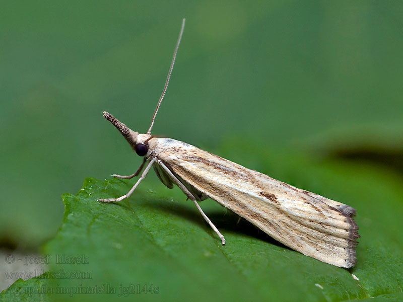 Agriphila inquinatella Moerasgrasmot