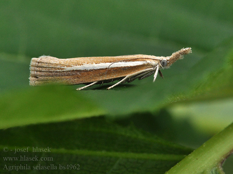 Agriphila selasella