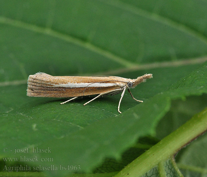 Smalle witlijngrasmot Agriphila selasella