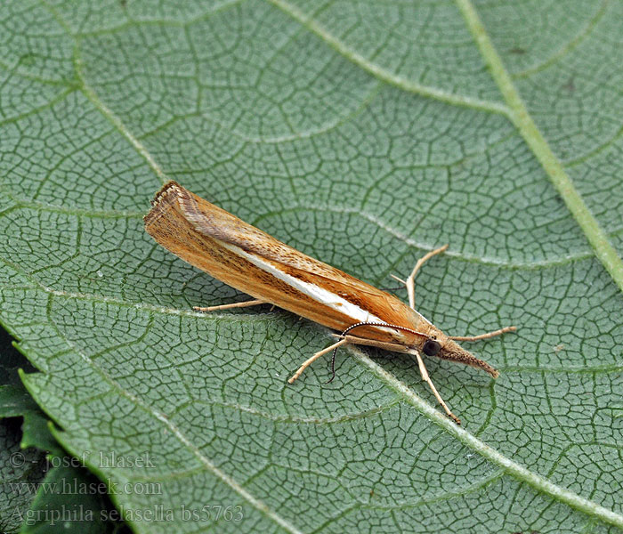 Agriphila selasella Smalle witlijngrasmot